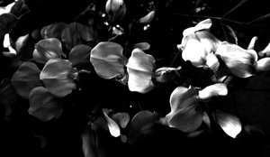 Noir