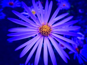 Fleur