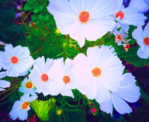 Fleurs