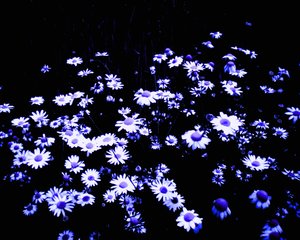 Fleurs au bord du champ