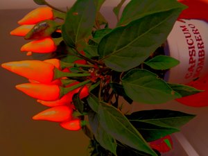 Capsicum