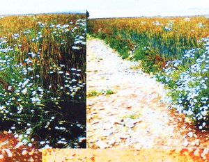 Chemin de campagne