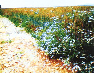Chemin de campagne
