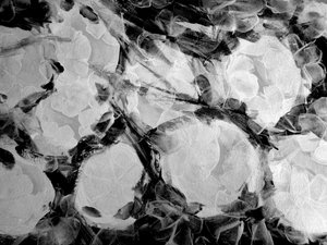 Fleurs noir et blanc