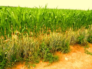 Terre fertile