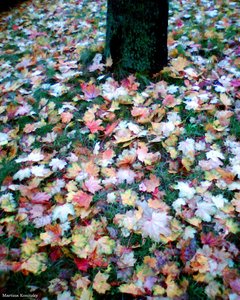 Automne
