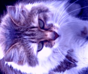 Chat violet - Martina Konitzky
