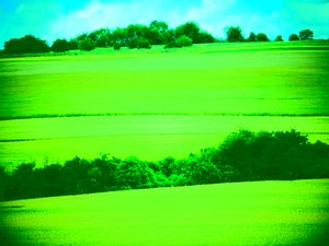 Paysage vert