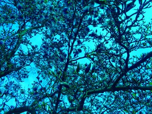 Magnolias bleus