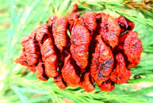 Fruit de séquoia