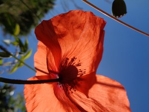 Coquelicots