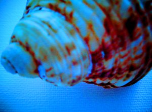 Coquillage