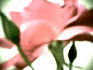 Rose pastel