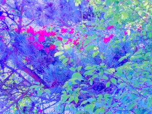 Plantes - Martina Konitzky