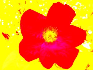Pop art hommage à Andy Warhol