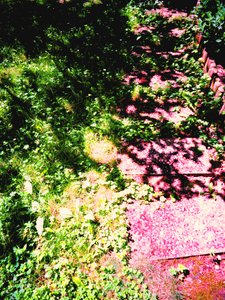 Prince et princesse ou herbe et chemin de jardin