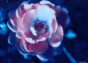 Rose - Martina Konitzky