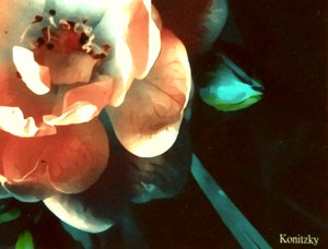 Rose - Martina Konitzky