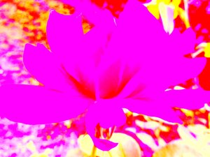 Rose art numérique