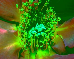 Rose verte