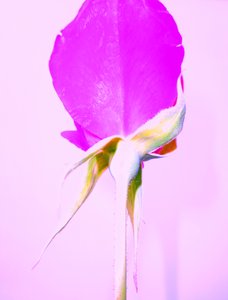Rose violette