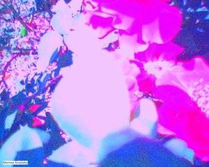 Roses - Martina Konitzky