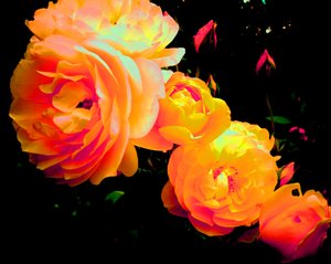 Roses arc-en-ciel - Martina Konitzky