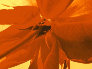 Fleur de rose