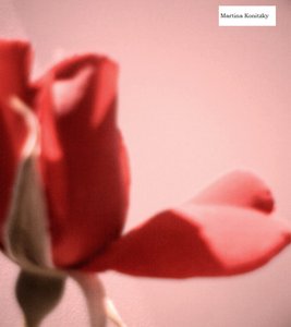 Pétale de rose en forme de cœur