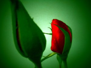 Rouge vert