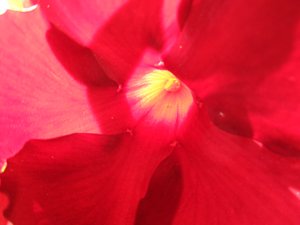 Fleur rouge