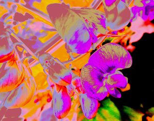 Fleurs d
