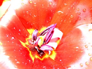 Tulipe