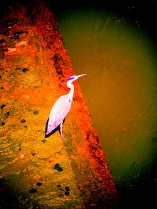 Héron cendré au bord de la rivière