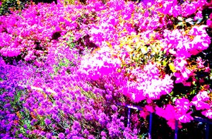 Jardin de devant avec roses et lavande