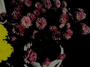 chrysanthemen5 - Martina Konitzky