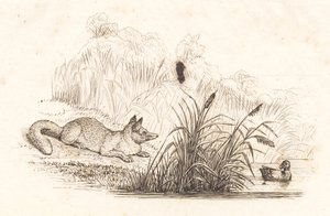 Illustration pour "Cinquante fables pour enfants" de Hey - Martinus Rørbye