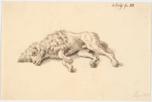 Caniche couché