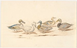 Études de différents types de canards - Martinus Rørbye