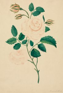 Rose de Damas - Mary Altha Nims