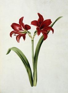 Amaryllis Rouge