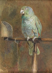 Polly le perroquet - Mary Forster