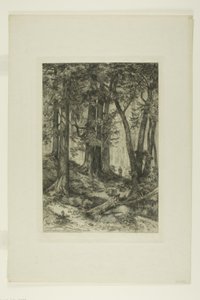Une forêt en Californie