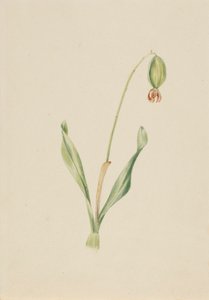 (Sans titre) (Étude de plantes) - Mary Vaux Walcott