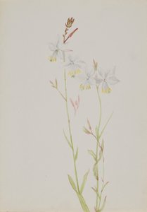 (Sans titre--Étude de fleurs) - Mary Vaux Walcott
