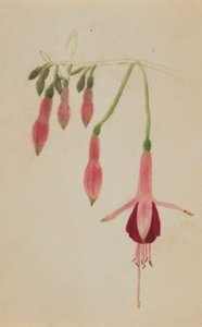 (Sans titre--Étude de fleurs) - Mary Vaux Walcott