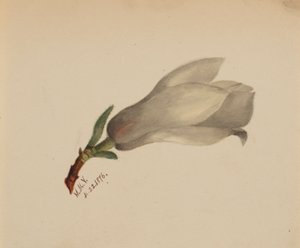 (Sans titre--Étude de fleurs) - Mary Vaux Walcott