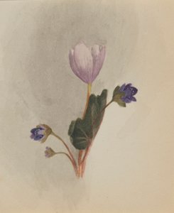 (Sans titre--Étude de fleurs) - Mary Vaux Walcott