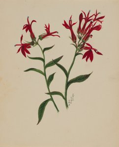 (Sans titre--Étude de fleurs)