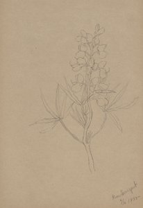 (Sans titre--Étude de fleurs) - Mary Vaux Walcott